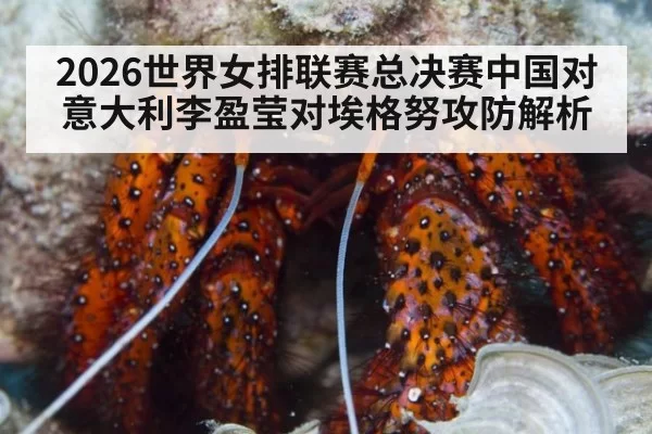 2026世界女排联赛总决赛中国对意大利李盈莹对埃格努攻防解析